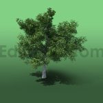 دانلود مدل آماده سه بعدی : درخت
