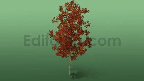 دانلود مدل آماده سه بعدی: درخت بلوط پاییزی