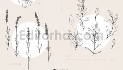 دانلود پترن و طراحی با تم گیاهی Herbs Patterns & Illustrations