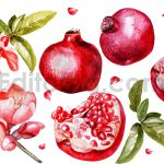 دانلود وکتور انار آبرنگی، شب یلدا