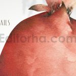 دانلود کلیپ آرت آبرنگی انار