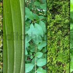 دانلود تکسچر طبیعت Pure Nature Textures x10