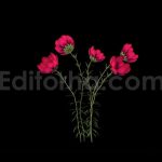 فوتیج شکوفایی گل سرخ