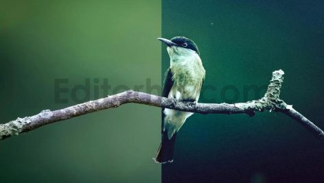 ai optimized macro photography lightroom presets