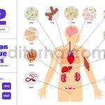 Human Tissue - Infographic Neurology Anatomy Care
