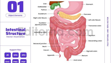 Intestine Structure Anatomy and Digestive System