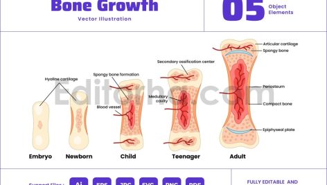 Growing Bone Stages Process from Embryo to Adult