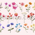 Spring Flower