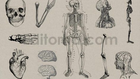 Vintage Anatomy Vectors